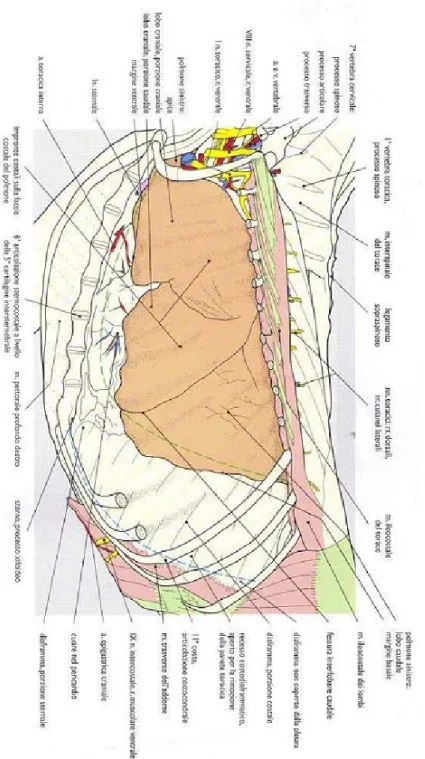 Fig 1.4  -  Veduta del polmone sinistro dopo rimozione delle coste (dalla 2 alla  10): vengono visualizzati chiaramente i  lobi craniale e caudale del polmone,  mentre è visibile solo parzialmente la suddivisione del lobo craniale nelle  porzioni apicale e