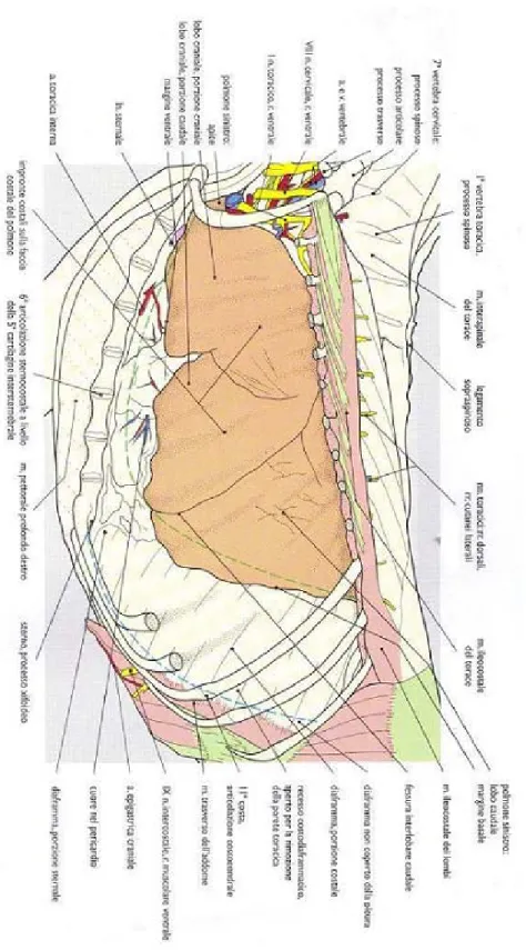 Fig 1.5 -  Veduta del polmone destro dopo rimozione delle coste (dalla 2 alla  10):vengono visualizzati i lobi craniale, medio e caudale del polmone; il lobo  accessorio può essere messo in evidenza soltanto asportando i lobi sopra  menzionati