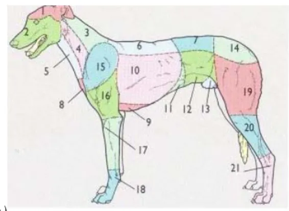 Fig 1.1a) -  1 regione del cranio, 2 reg. della faccia, 3 reg. dorsale del collo 4,  reg