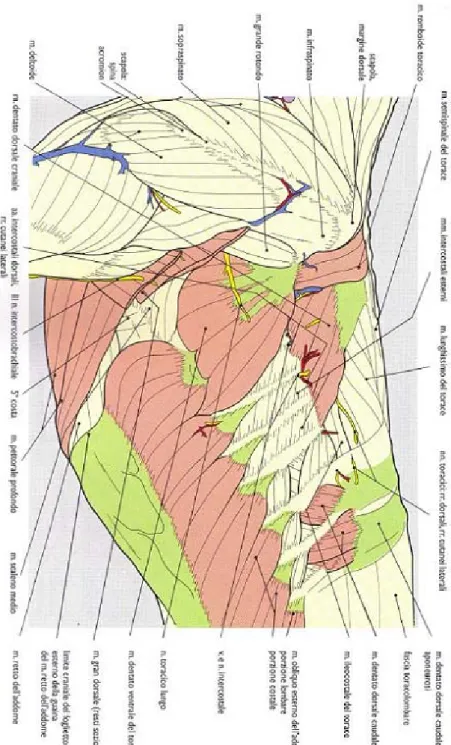 Fig 1.2 - Veduta laterale sinistra della parete del torace dopo rimozione del  muscolo gran dorsale e del muscolo trapezio (Done et al, 2004)