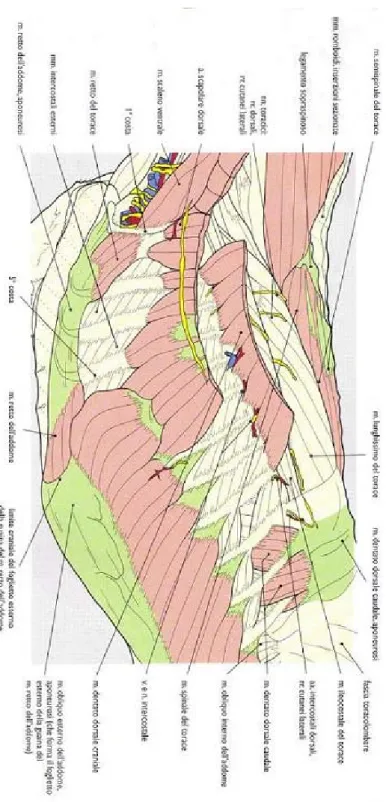 Fig 1.3 - Veduta laterale sinistra della parete del torace dopo rimozione dell’arto  toracico e dopo rimozione del muscolo dentato ventrale del torace e del collo  (Done et al, 2004)