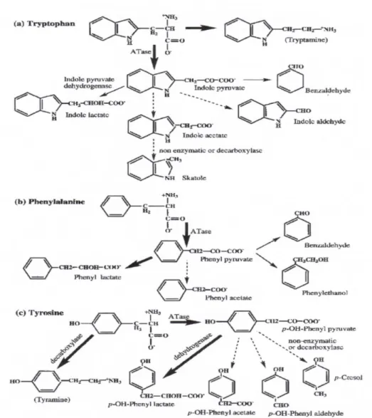 Figura 5. Catabolismo di triptofano, fenilalanina e tirosina (McSweeney &amp; Sousa, 2000)