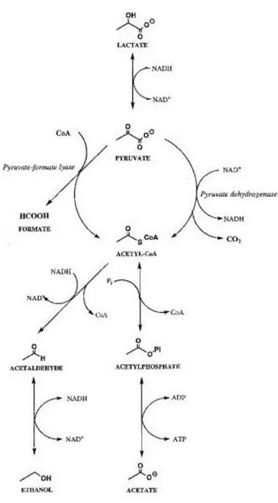 Figura 6. Metabolismo del lattato (McSweeney &amp; Sousa, 2000). 