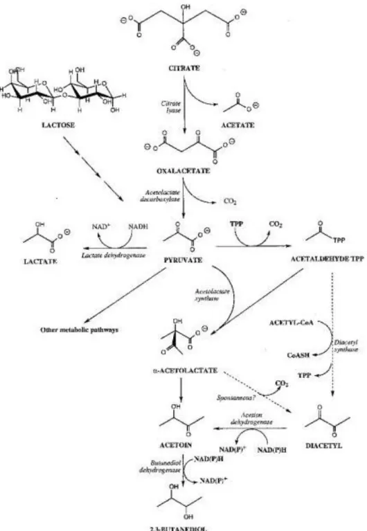 Figura 7. Metabolismo del citrato (McSweeney &amp; Sousa, 2000). 