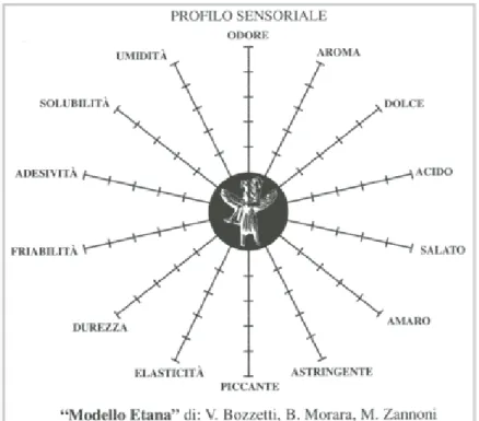 Figura 9. Modello Etana per l’analisi sensoriale di formaggi a pasta dura o semidura. 