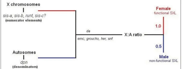 Figure 1.2: the X:A ratio determines sex in D.melanogaster. In Drosophila melonogaster sex is the result of the X:A  ratio as result of the balance between the X numerator elements and the autosomal denominators in the presence of  several maternally deriv