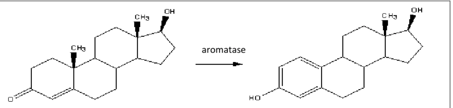 Figure  1.3:  aromatase.  Aromatase  is  an  enzyme  of  the  cytochrome  P450  superfamily  that  allows  the  conversion  of  androgens into estrogens