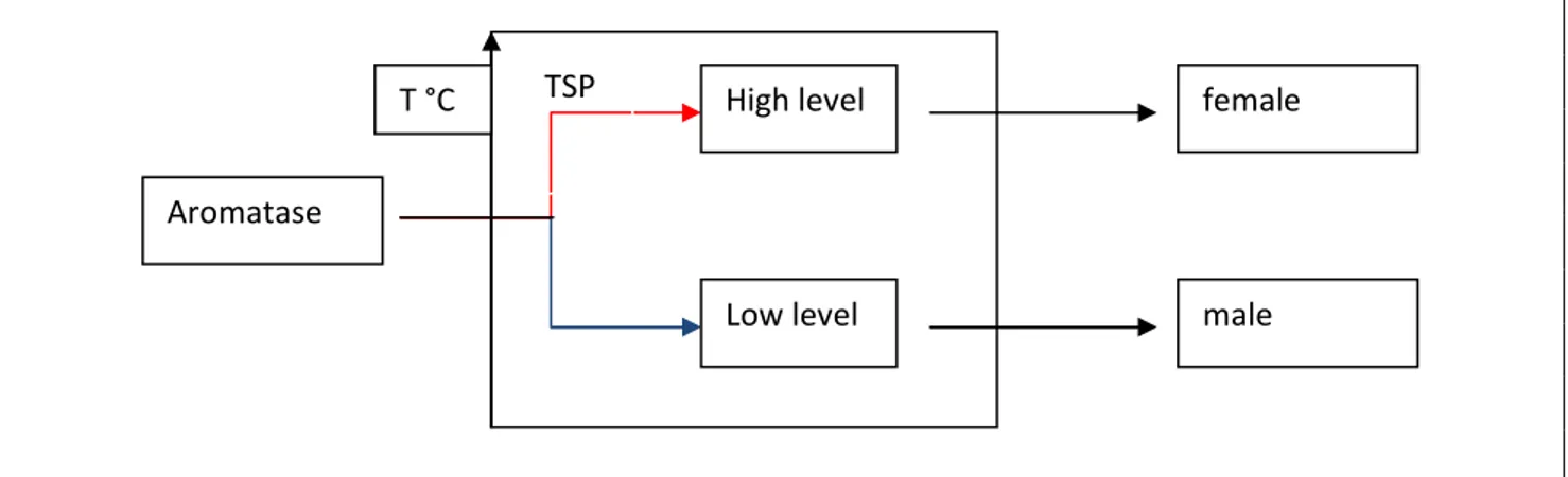 Figure 1.3bis: aromatase and sexual determination. During TSP aromatase levels are regulated by the temperature
