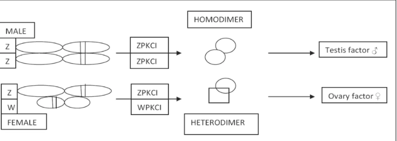Figure 1.4: hypothetical role  of ZPKCI in sexual determination. ZPKCI/ZPKCI homodimer stimulate a factor required  for sexual determination in ZZ genetic males, whereas ZPKCI/WPKCI prevent the activation of the factor or stimulate  directly ovarian differ