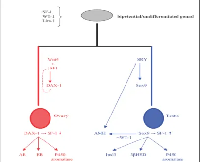 Figure 1.5: genetic model of sex determination in humans. The formation of the undifferentiated/bipotential gonad  is controlled by several genes acting simultaneously, such as WT1, SF1 and Lim 1