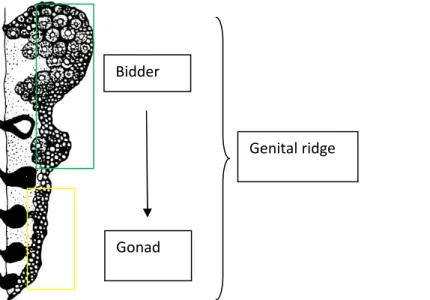Figure 1.6: genital ridge of B.bufo specimen. Genital ridge organization in Bufo larvae according to a cephalic-caudal  gradient of differentiation (from Witchi,1956)