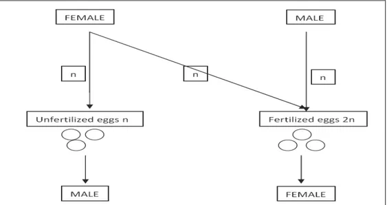 Figure  1.1:  haplodiploidy  reproduction.  In  Hymenoptera,  unfertilized  eggs  develop  into  uniparental  haploid  males  whereas fertilized eggs into biparental diploid females.