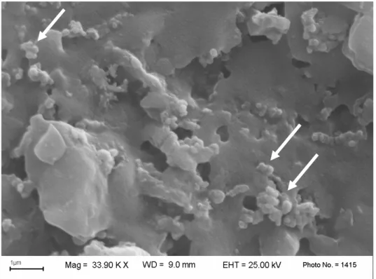 Fig. 5.9 – Ingrandimento della precedente micrografia SEM: è evidenziata la  morfologia delle particelle di TiO 2 , indicate dalle frecce bianche.