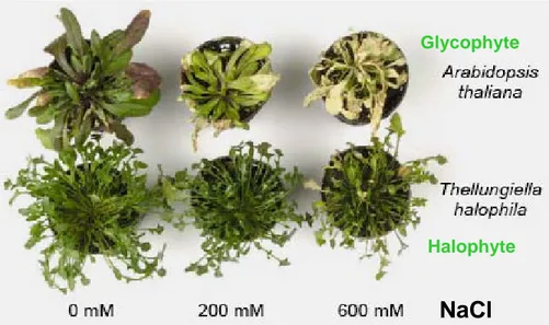 Fig. 1-6: The two main plant models for the study of salinity stress  compared: Arabidopsis thaliana and Thellugiella halophila 