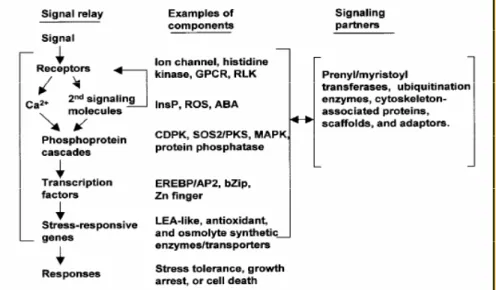 Fig. 1-13: A generic pathway for the transduction of cold, drought, salt stress signals  in plants (Xiong et al., 2002)