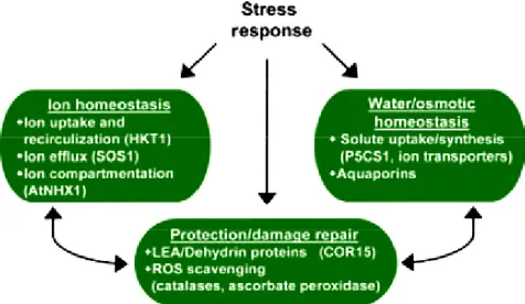 Fig. 1-14: Homeostasis and protection/damage repair model of abiotic stress  response in plant (Verslues et al., 2006)
