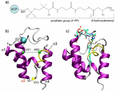 Figure 1. a) 2D structure of the acylated 4’-phosphopantetheine (4’-PP) prosthetic group in the β-hydroxydecanoyl- hydroxydecanoyl-ACP