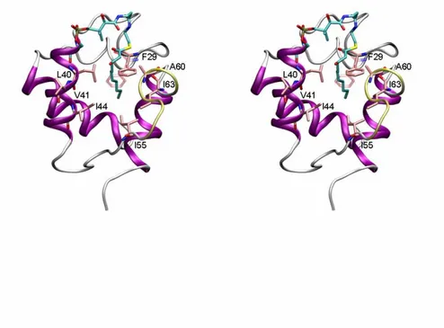 Figure 6Ap. Stereo view of the transient state sampled in Path 1b (see text). The conformation of F29 related to the  fully  embedded  substrate  is  shown  in  transparent  pink  stick