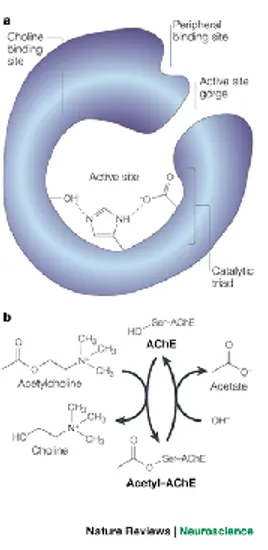 Fig.  2.  Schematic  representation  of  the  binding  sites  of  AChE:  esteratic  site,  anionic  binding  site  as  well  as  the  peripheral anionic binding site are shown 