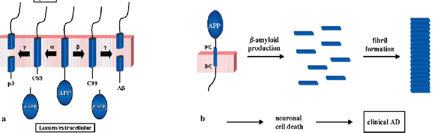 Fig. 5 a) Schematic representation of a possible processing pathway of the amyloid precursor protein (APP) by  and 