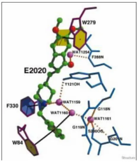 Fig. 8. E2020 (in green) binds along the active site and interacts with the PAS at the top and with the AS at the  bottom of the gorge 