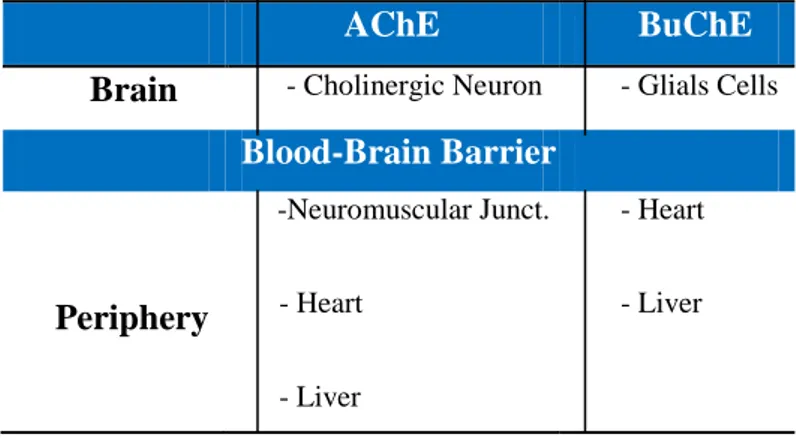 Table 1. Localization of AChE and BuChE 