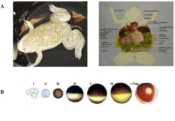 Figure  5.  The  Xenopus  oocyte  expression  system.  (A)  Adult  female  Xenopus  leavis  frog  (B)  Developmental  states of Xenopus leavis oocyte: healthy stage V and VI oocyte can be recognized by their size and by their clear  differentiation of the 
