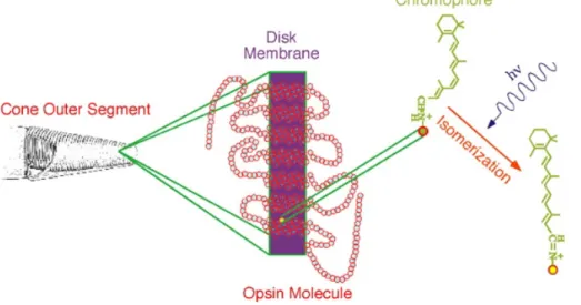 Figure 1.5 There is represented a scheme summarizing the phototransduction process. The diagram in the  center schematically depicts how a photopigment is embedded within a disk membrane of a photoreceptor  outer segment