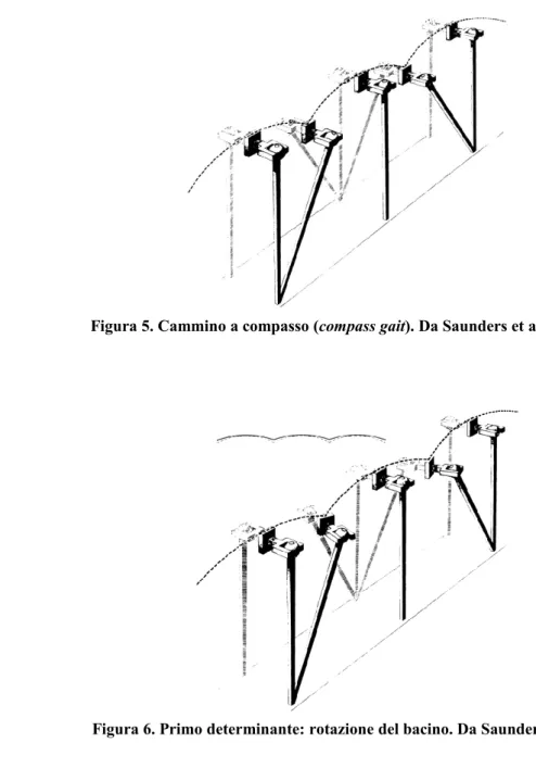 Figura 6. Primo determinante: rotazione del bacino. Da Saunders et al [23].