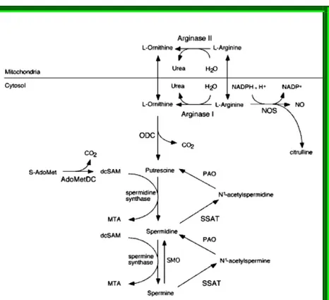 Figura  tratta  da  “Polyamine  metabolism  and  the  hypertrophic    heart”  di  Lisa  Shantz  ed  Emanuele  Giordano  (Polyamine  Cell  Signaling.  Physiology,  Pharmacology, and Cancer Research. Wang J Y, Casero R A Jr.) 
