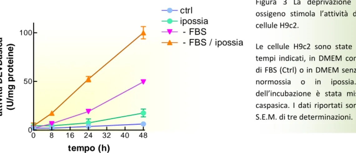 Figura  3  La  deprivazione  di  siero  e  di  ossigeno  stimola  l’attività  delle  caspasi  in  cellule H9c2. 