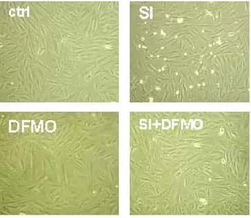 Figura 5 Immagine rappresentativa di cellule H9c2    in condizioni di ischemia    simulata. 