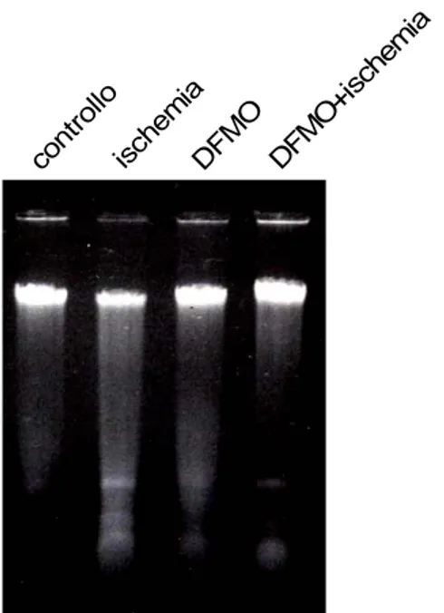 Figura  8  Effetto  della  deplezione  delle  poliamine sulla frammentazione del DNA  in H9c2 esposte ad ischemia simulata 