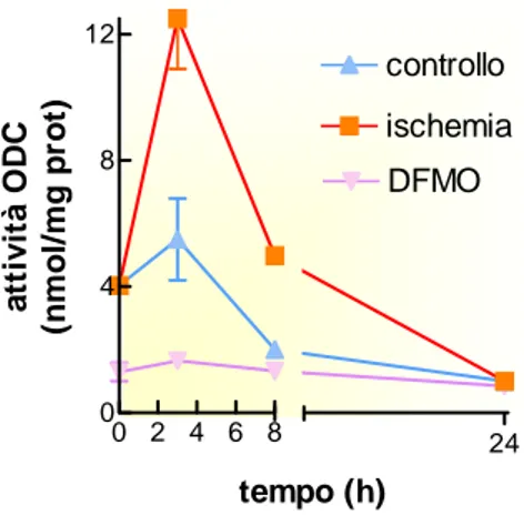 Figura  9  Effetto  dell’ischemia  simulata  sull’attività  ODC  in  cellule  H9c2. 