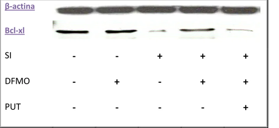 Figura  11  Effetto  della  deplezione  delle  poliamine  sulla  espressione  delle  Bcl‐xl 