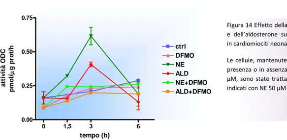 Figura 14 Effetto della norepinefrina  e  dell’aldosterone  sull’attività  ODC  in cardiomiociti neonatali di ratto. 
