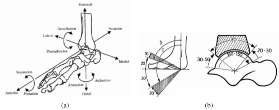 Figure 2.4: (a) Axes rotation for the right ankle joint; (b) range of the plantar and dorsi flexion angles.