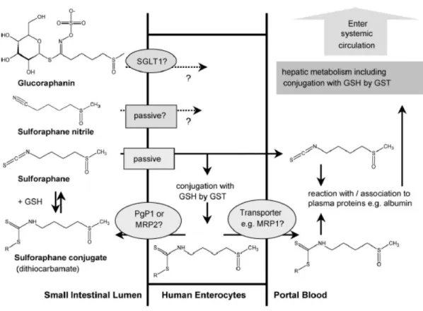 Figura 2.3: meccanismo ipotizzato per l’uptake cellulare ed il  metabolismo di primo passaggio del sulforafane (Holst et al., 2004)