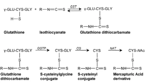 Figura 2.4: Metabolismo degli ITC in vivo: Gli ITC formati vengono  coniugati con il glutatione dall’enzima glutatione S-transferasi (GST),  quindi metabolizzati tramite una serie di reazioni catalizzate dagli  enzimi  γ-glutamiltranspeptidasi (GTP), ciste
