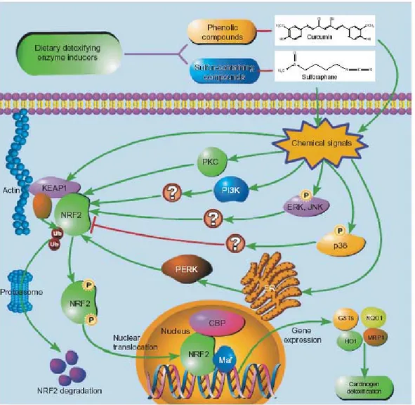 Figura 4.1: La via di segnalazione Nrf2-Keap1-ARE (Chen et al., 2005) 