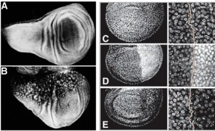Figure  3.  Pattern  can  be  conserved  indipendently  of  cell  numeber  or  size.  Left: 
