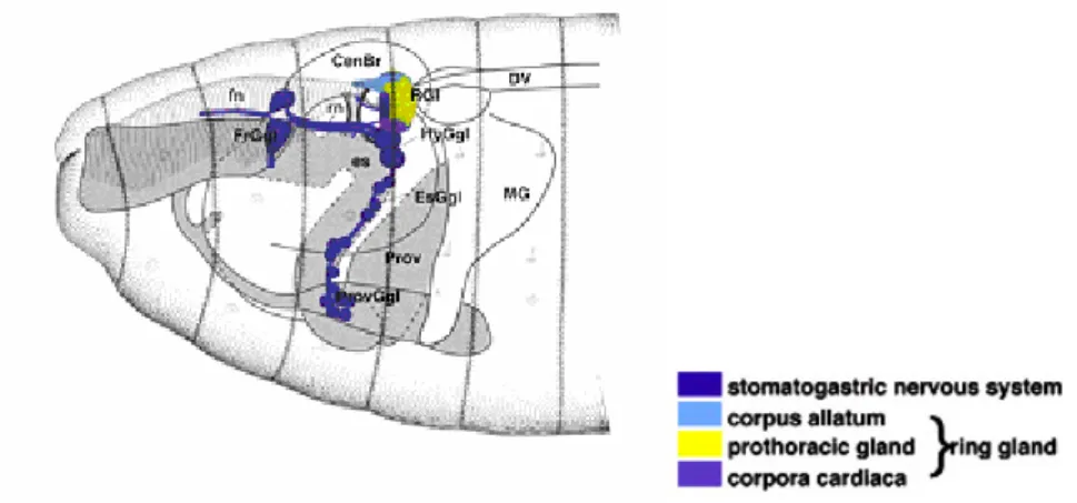 Figure  4.  Schematic  representation  of  Drosophila  stomatogastric  Nervous  System  and 