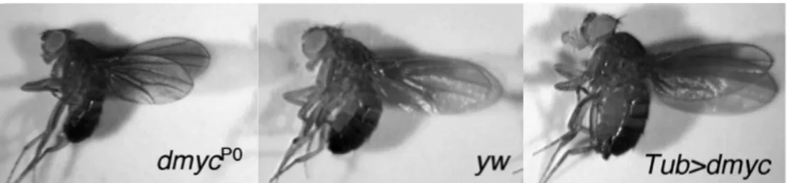 Figure  6.  dMyc  controls  animal  growth.  Flies  expressing  less  dmyc,  such  as  a  viable  dmyc  hypomorph  (dmyc P0 ),  are  smaller  in  overall  body  size  than  wildtype  flies  (yw),  and  wing size is reduced approximately 15%