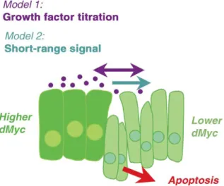 Figure  8.  Two  models  to  explain  dMyc  induced  cell  competition. (1) cells expressing  more  dMyc  deprive  their  neighbors  of  growth  and/or  survival  factors  and  (2)  dMyc  expressing cells induce a short-range signal that kills nearby cells