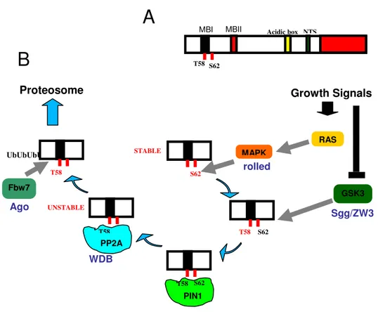 Figure  8.  Regulation  of  Myc  protein  stability  by  phosphorylation.  Schematic  representation  of  Myc  protein  domains  important  for  its  stability  (A)