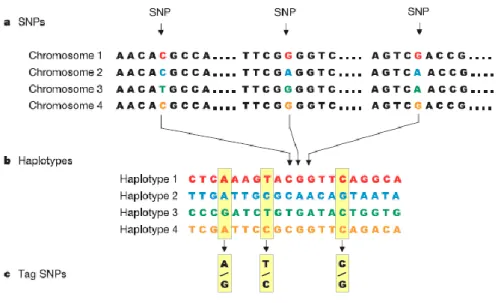 Figura 2: a) Sequenze genomiche caratterizzate dalla presenza di SNPs; b) Succesioni di SNPs (aplotipi) che  rappresentano una data sequenza genomica; c) Tag SNPs che rappresentano gli aplotipi di una data sequenza  genomica