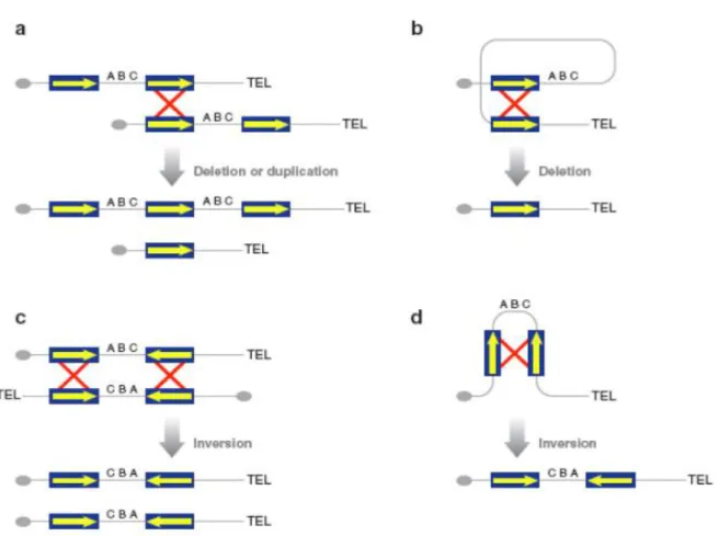 Figura 4: Esempi di ricombinazione omologa non allelica : Le Segmental duplications fungono da  substrato per la NAHR
