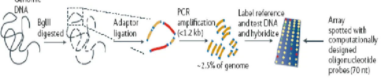 Figura  7:  Metodo  ROMA  (Representational  Oligonucleotide  Microarray  Analysis),  una  variante  degli  esperimanti con array-CGH