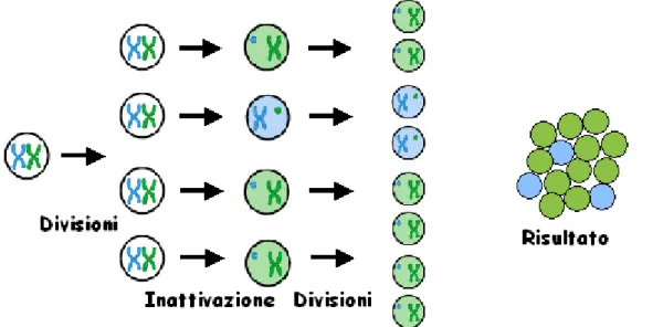 Figura  13.  In  alcuni  casi  l‟X-inactivation  non  è  più  random  ma  è  sbilanciata,  provocando  uno  squilibrio tra cellule che esprimono l‟Xp e cellule che esprimono l‟Xm
