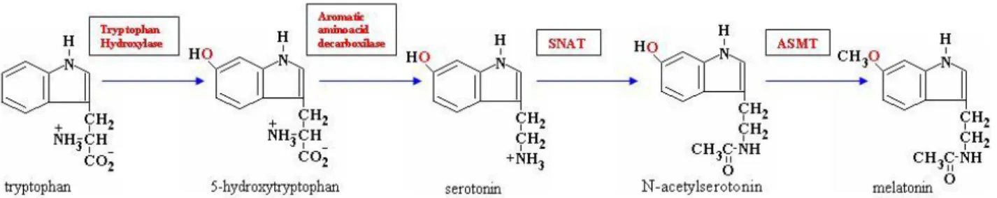 Figura 16. Schematizzazione della via biosintetica della melatonina.  